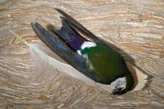 Swallow and feather dead swallow and goose feather